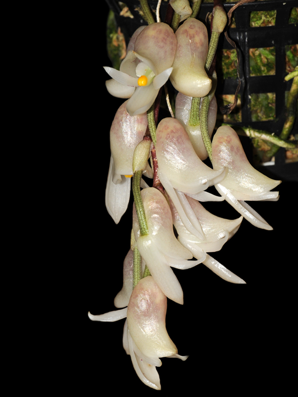Laelia alaorii und Schlimmia condorana Orchideenforum