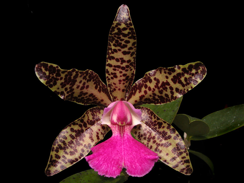 Cattleya Karol Wojtyla x Cattleya aclandiae