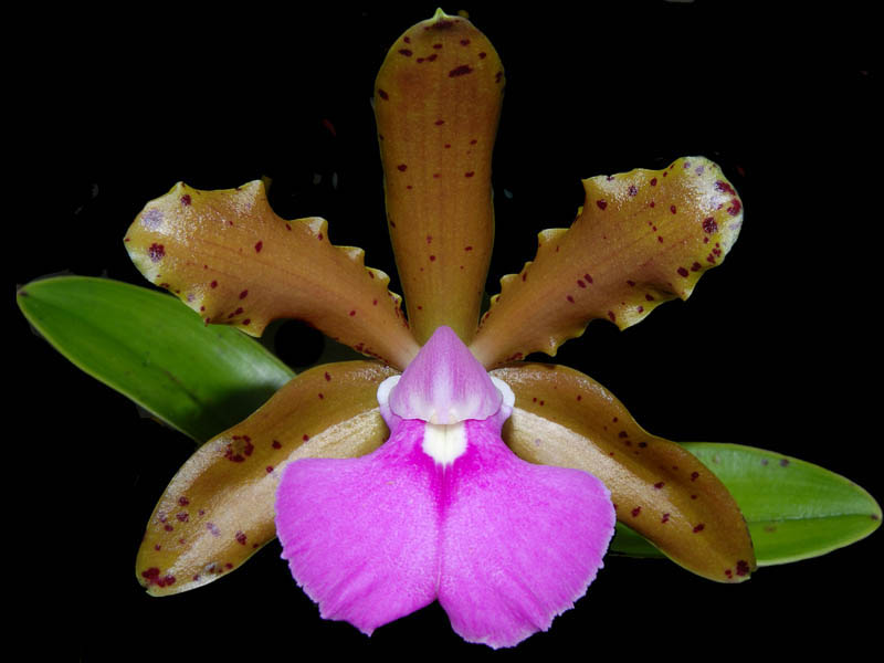 Cattleya Fascelis