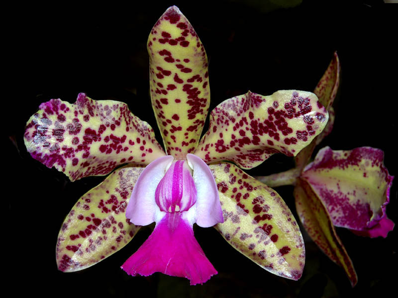 Cattleya Green Emerald 'Orchid Queen'