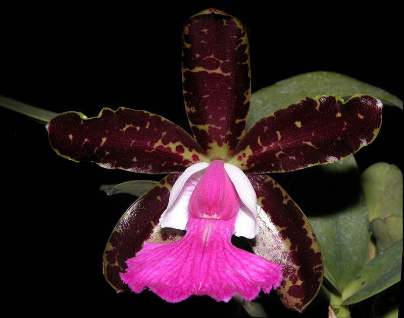 Cattleya Pradit Spot