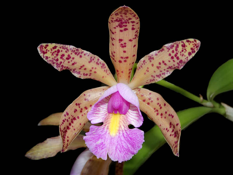 Cattleya Quinquecolor
