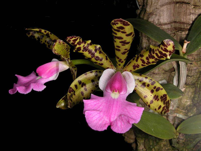 Cattleya aclandiae