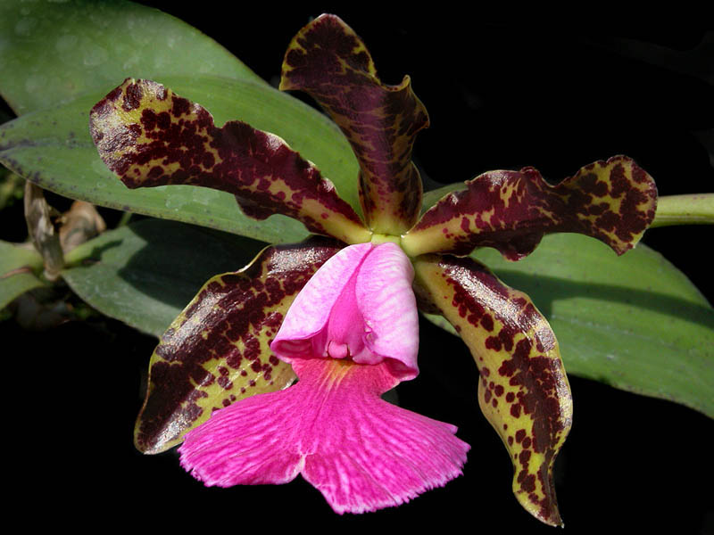 Cattleya peckhaviensis