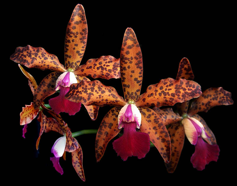 Cattleya preciousstones x Cattleya leopoldii