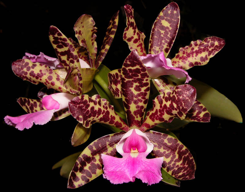 Cattleya thospol x Cattleya aclandiae
