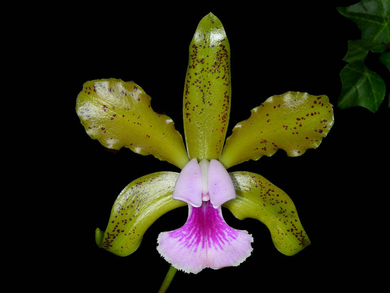 Cattleya tenuis