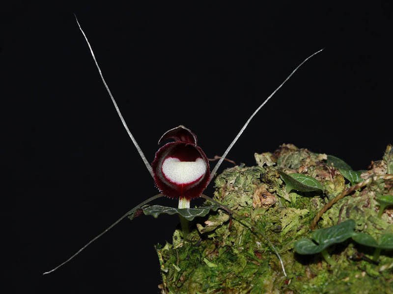 Corybas pictus