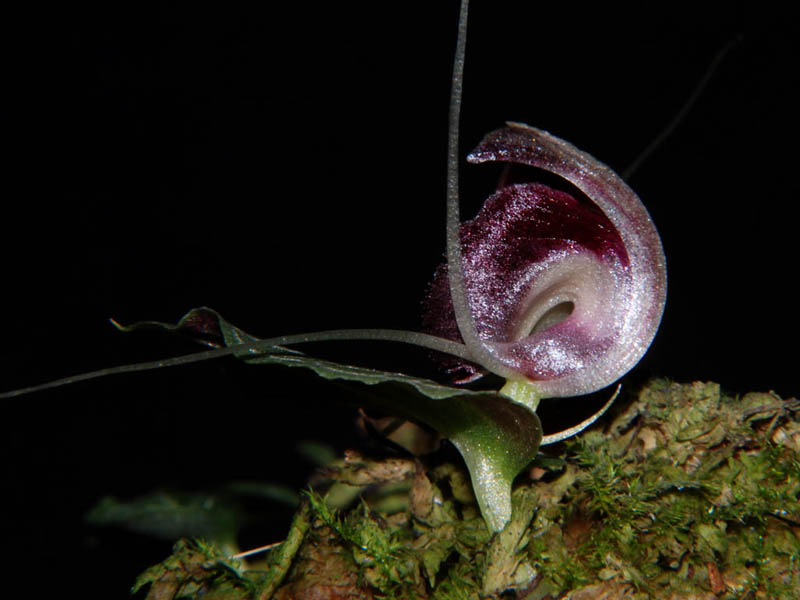 Corybas pictus