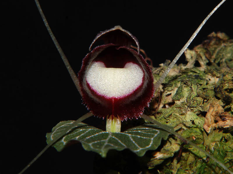 Corybas pictus