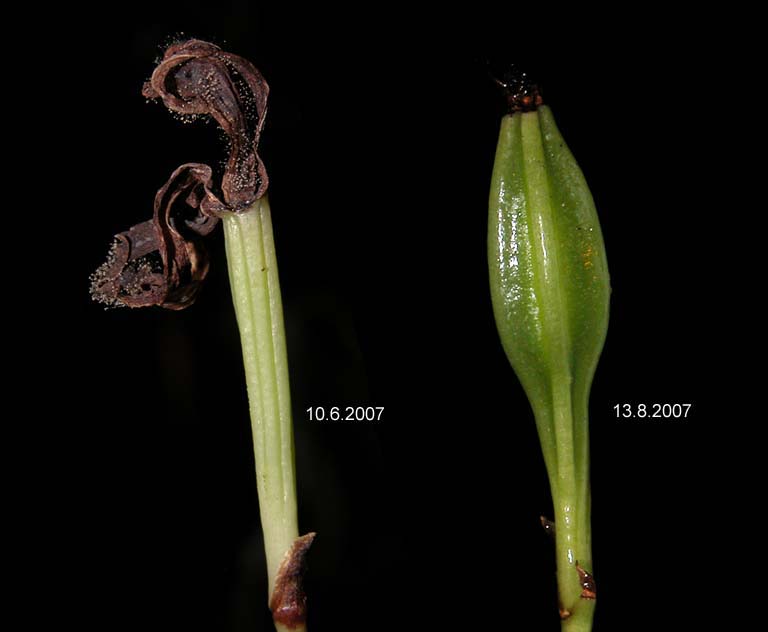 Cymbidium macrorhizon
