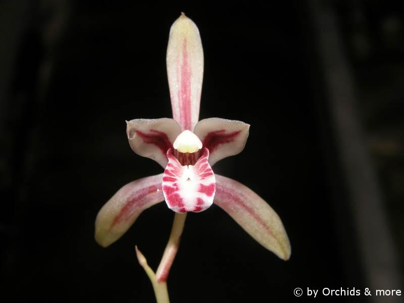 Cymbidium macrorhizon
