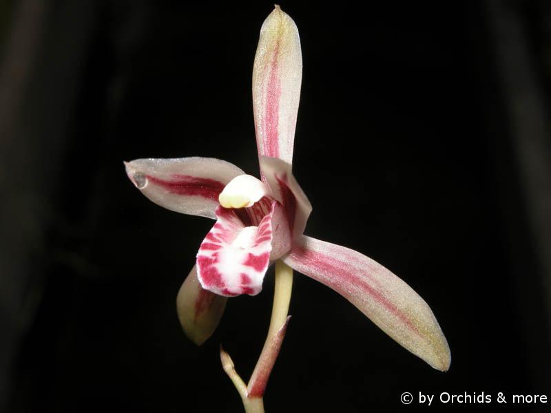 Cymbidium macrorhizon