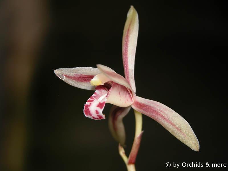 Cymbidium macrorhizon