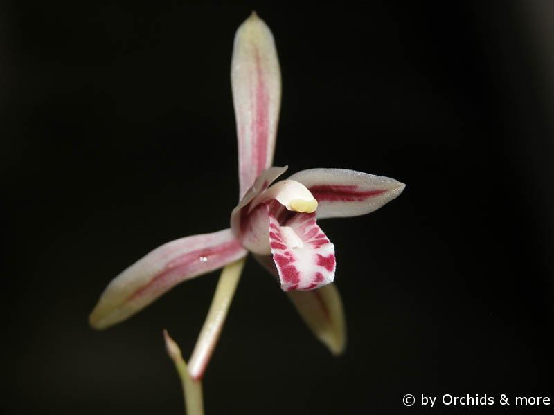 Cymbidium macrorhizon