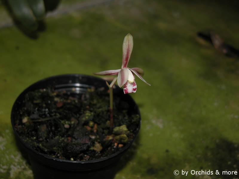 Cymbidium macrorhizon