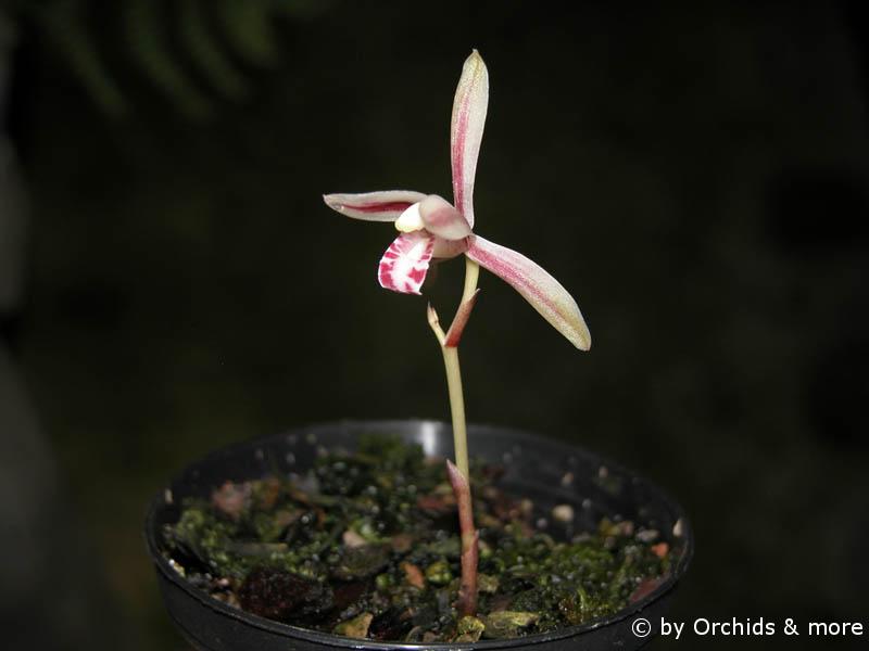 Cymbidium macrorhizon