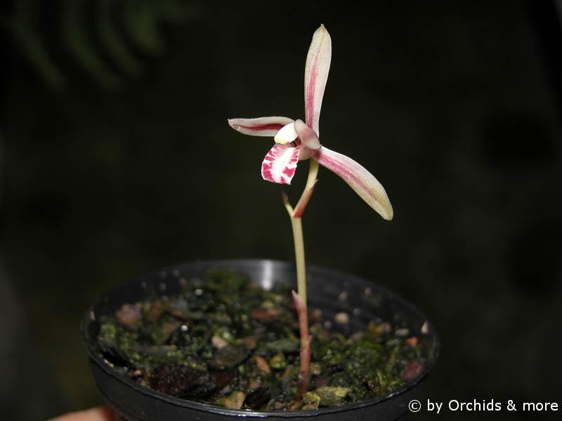 Cymbidium macrorhizon