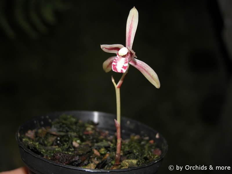 Cymbidium macrorhizon