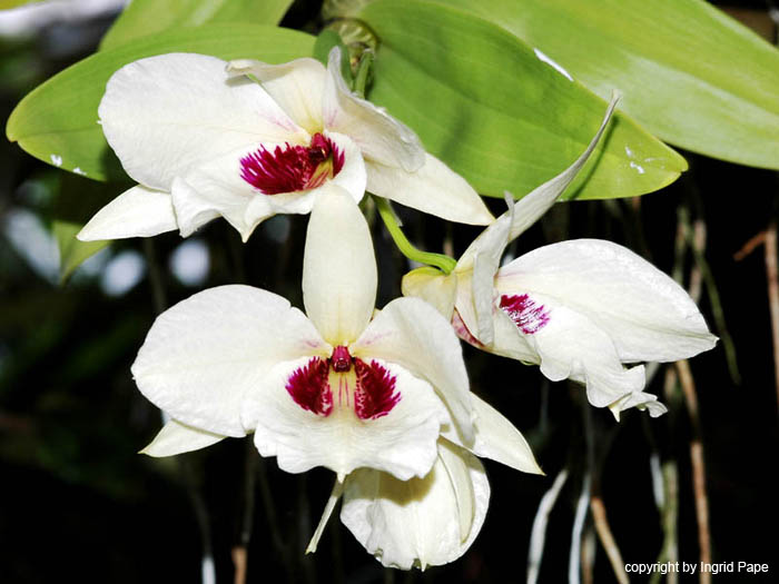 Dendrobium_aphrodite