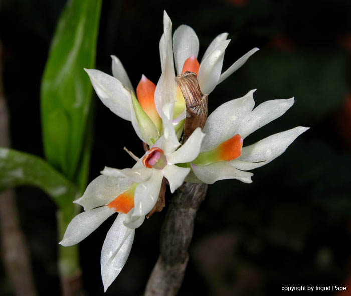 Dendrobium_bracteosum3