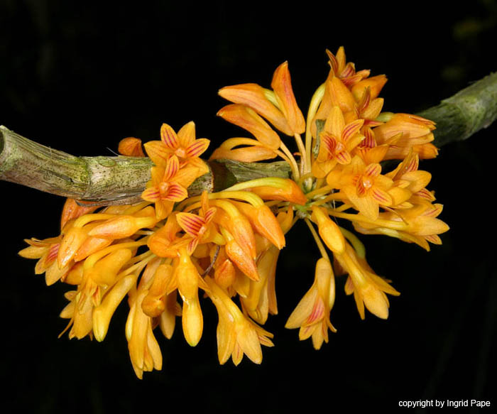 Dendrobium_bullenianum