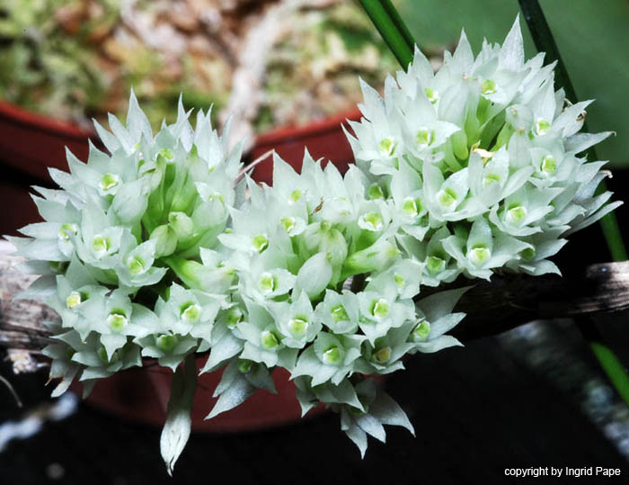 Dendrobium_capituliferum