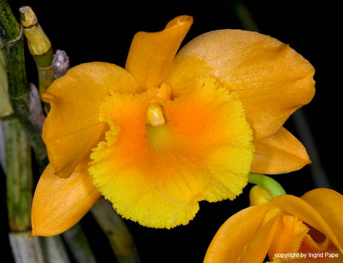 Dendrobium_chryseum