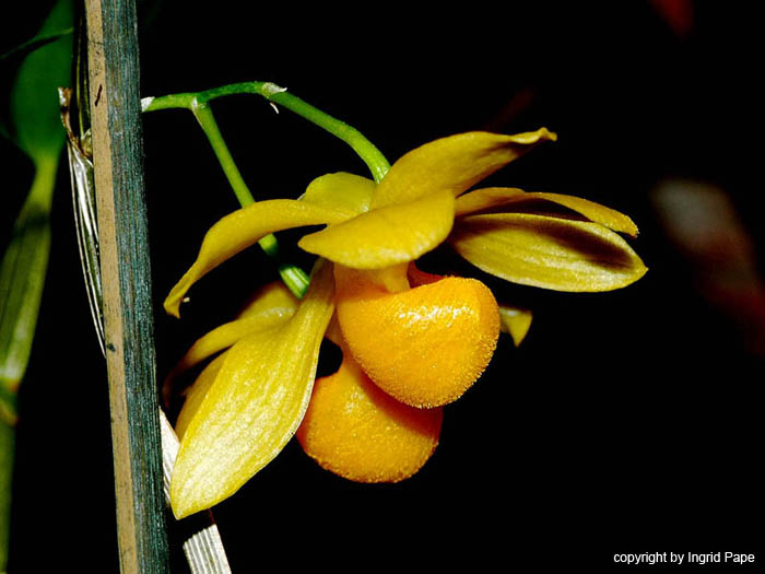 Dendrobium_chrysocrepis
