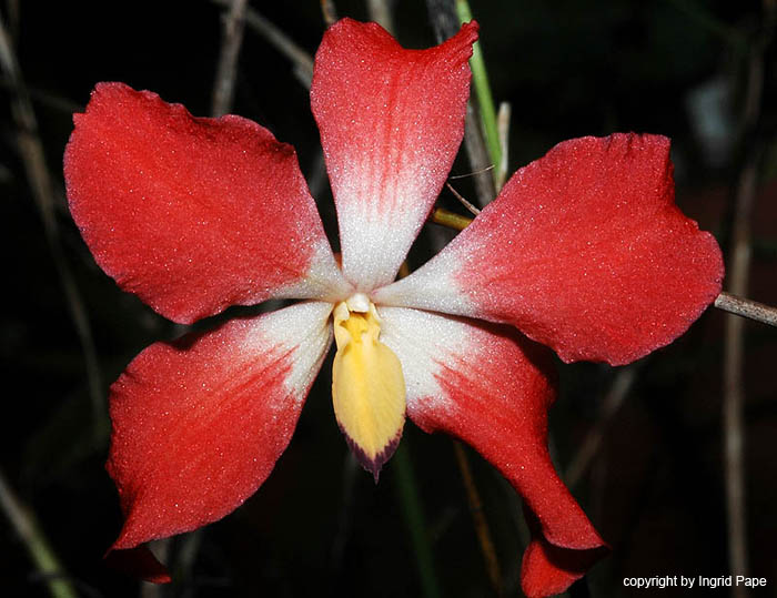 Dendrobium_cinnabarinum