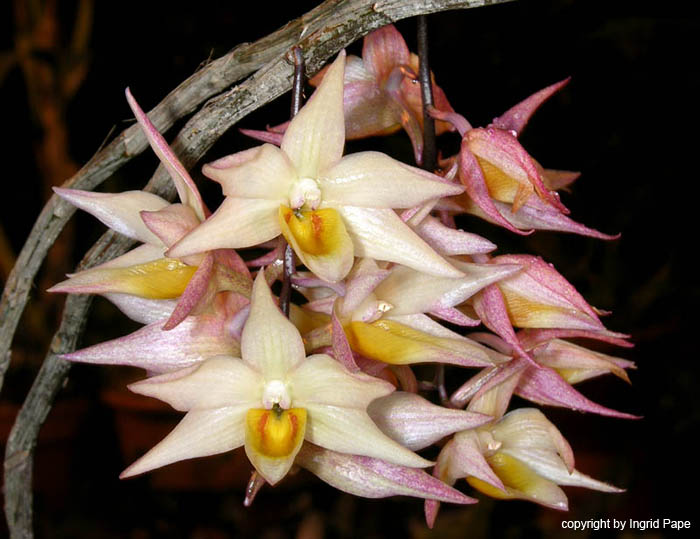 Dendrobium_cymboglossum