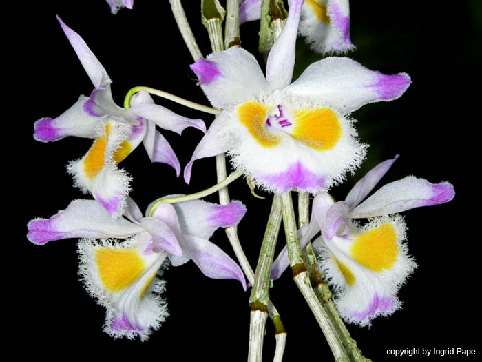 Dendrobium_devonianum