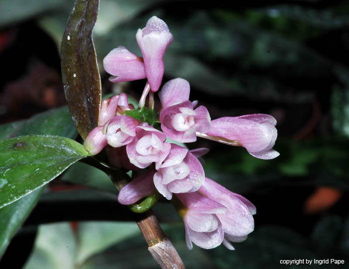 Dendrobium_erosum