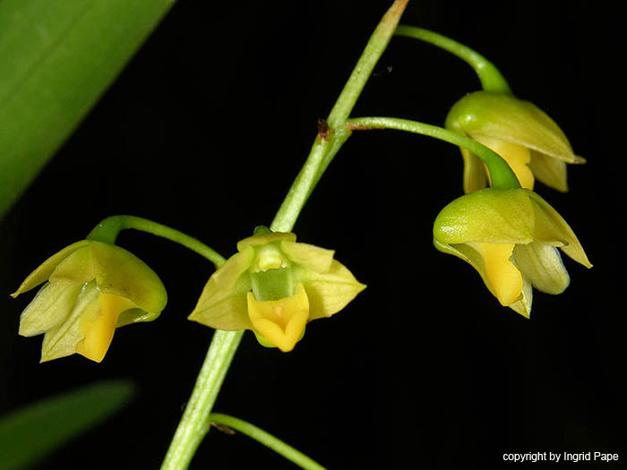 Dendrobium_monophyllum