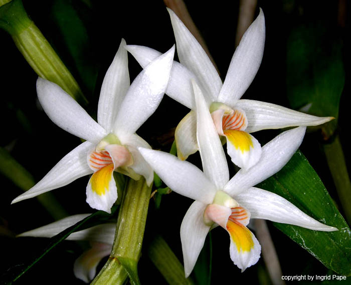 Dendrobium_sutepense