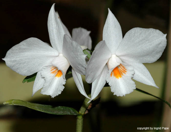 Dendrobium_wattii