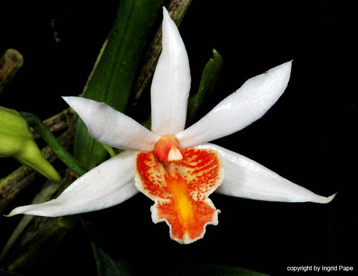 Dendrobium_xanthophlebium