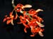 Dedrobium_unicum
