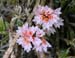 Dendrobium_alaticaulinum