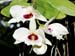 Dendrobium_aphrodite