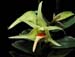 Dendrobium_ayubii