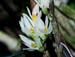 Dendrobium_bracteosum