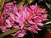 Dendrobium_bracteosum2