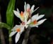 Dendrobium_bracteosum3