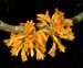 Dendrobium_bullenianum