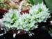 Dendrobium_capituliferum