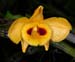 Dendrobium_chrysanthum