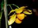 Dendrobium_chrysocrepis