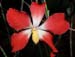 Dendrobium_cinnabarinum