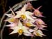 Dendrobium_cymboglossum